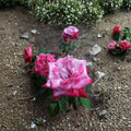 Paradise Hybrid Tea Rose – Rosa Live Plant | 1 Gallon Size | Lavender Pink & Magenta Blooms | Fragrant Rose Bush | Easy to Grow
