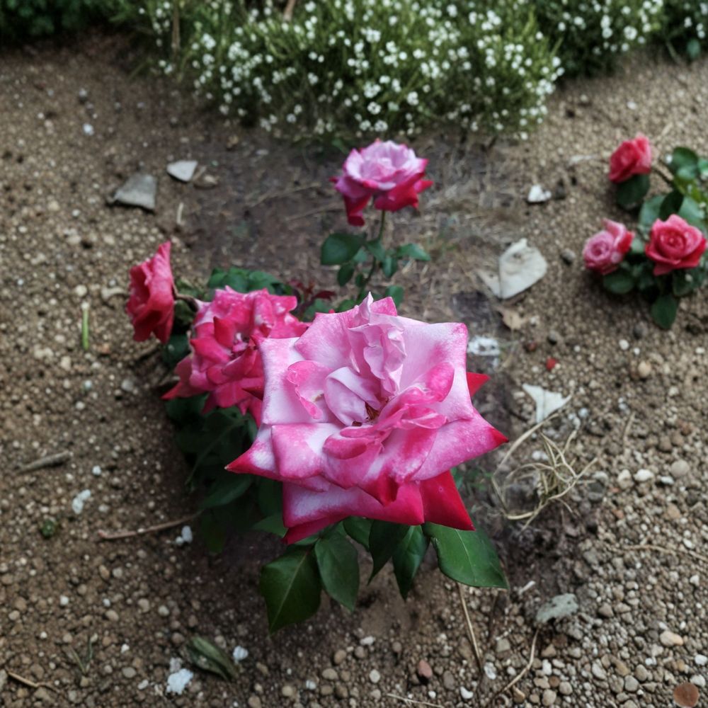 Paradise Hybrid Tea Rose – Rosa Live Plant | 1 Gallon Size | Lavender Pink & Magenta Blooms | Fragrant Rose Bush | Easy to Grow