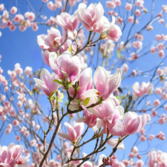 Ann Magnolia Live Plant – Magnolia 'Ann' | 1 Gallon Potted Tree & Shrub | Reddish-Purple Spring Flowers | Hardy Zones 3–8 | Ornamental Landscape Plant
