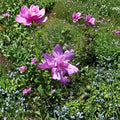 Double Flower Purple Althea Rose of Sharon – Hibiscus syriacus Live Plant | 3 Gallon Size | Double Purple Blooms | Hardy Flowering Shrub | Easy to Grow