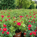 Red Drift Rose – Live Bush Plant | 5 Gallon Size | Includes Rooted Groundcover Rose Ready for Planting | Landscape & Garden Friendly | Easy to Grow