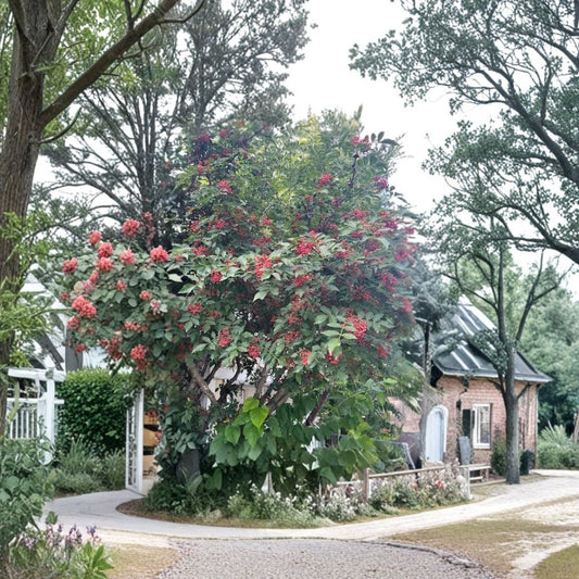 Sichuan Pepper Tree Live Plant – Zanthoxylum simulans | 2+ Year Old Seedling | 3+ Feet Tall | Chinese Pepper Tree | Edible Peppercorns | Strong Rooted Plant