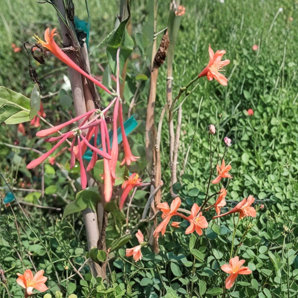 Coral Honeysuckle – Lonicera sempervirens Live Vine Plant | 2 Gallon Size | Coral Red Flowers | Includes Root Ball | Hummingbird Friendly | Easy to Grow