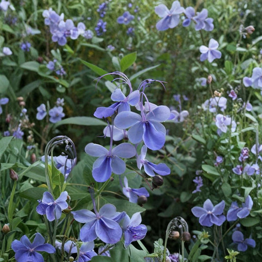 Blue Cat Whiskers – Set of 2 Live Plants | 4–6 Inches Tall | No Pot | Tropical Flowering Herb | Easy to Grow