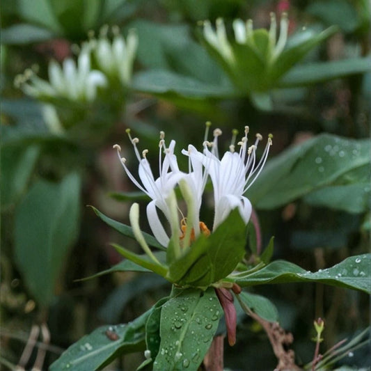 Japanese Honeysuckle – Lonicera japonica Live Plant | 4-Inch Pot With Soil | White & Yellow Fragrant Flowers | Flowering Vine | Garden Climber