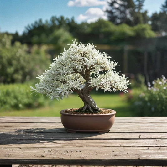 Dwarf White Willow Live Cuttings – 3 Fresh Willow Cuttings | Fast Rooting Plant | Silvery-Green Foliage | DIY Propagation