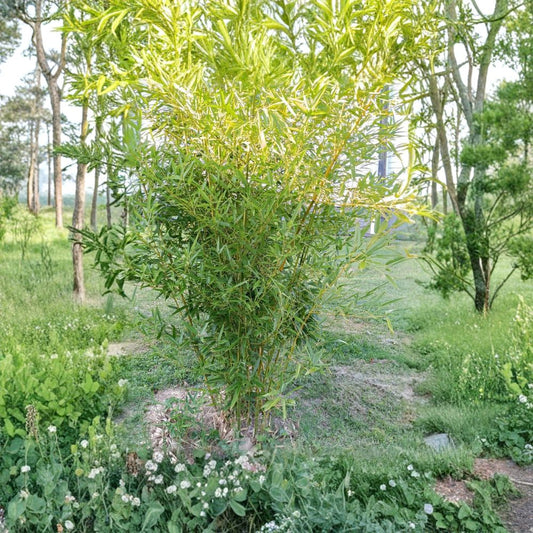 MOSO Live Bamboo Roots – 6 Rhizomes Per Order (+ Bonus Piece) | 5 Inches or Longer | Hardy Privacy Bamboo | Fast Growing