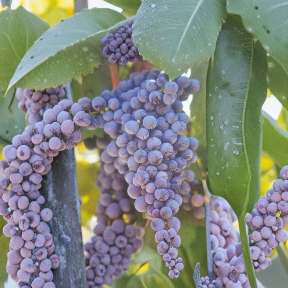 Fredonia Grape Vine – Vitis labrusca Live Plant | 1 Gallon Size | Early Ripening Fruit Vine | Hardy Vineyard Grape | Easy to Grow