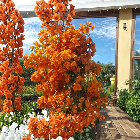 2 Fire Opal Bougainvillea Live Plants | 3–6 Inches Tall | No Pot | Tropical Flowering Vine | Vibrant Garden Climber | Patio & Landscape Friendly