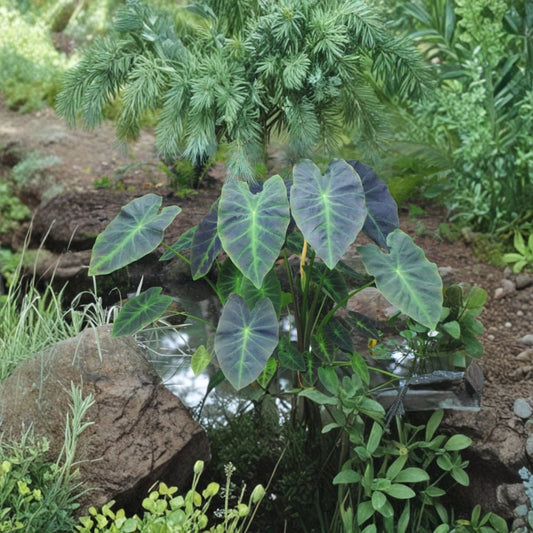 Illustris Colocasia Live Plant – Colocasia antiquorum 'Illustris' | 6–15 Inches Tall | Ships Bare Root (No Pot) | Tropical Elephant Ear | Bold Foliage