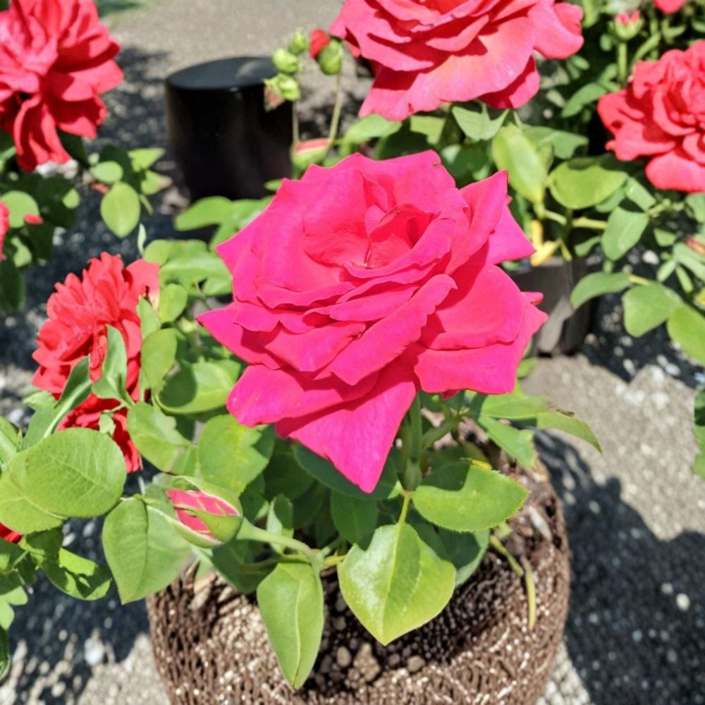 Voluptuous Hybrid Tea Rose – Live Bush Plant | 3 Gallon Size | Includes Rooted Rose Ready for Planting | Landscape & Garden Friendly | Easy to Grow