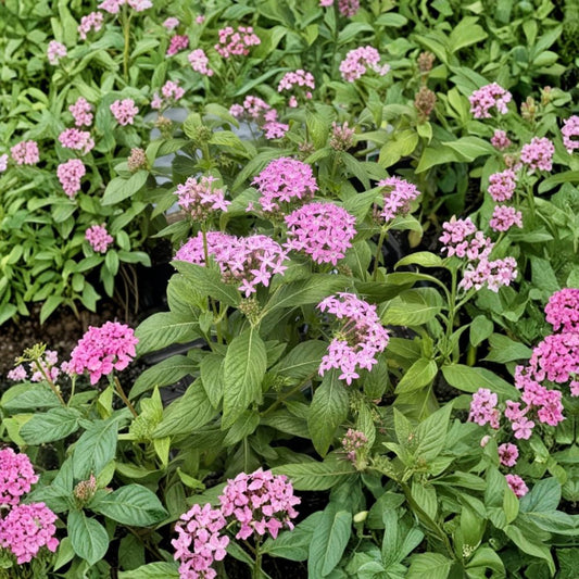 Orchid Illusion Pentas – Pentas lanceolata Live Plants | Set of 2 | 4–6 Inches Tall | Ships Without Pot | Orchid-Pink Blooms | Pollinator Garden Plant