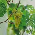 Lakemont Seedless White Table Grape Vine – Vitis Live Plant | 2 Gallon Size | Sweet Seedless White Grapes | Self-Fertile Fruit Vine | Easy to Grow