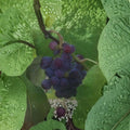 Saturn Blue Seedless Grape Vine – Vitis vinifera Live Plant | 3 Gallon Size | Large Seedless Blue Grapes | Includes Root Ball | Vineyard & Garden Friendly | Easy to Grow