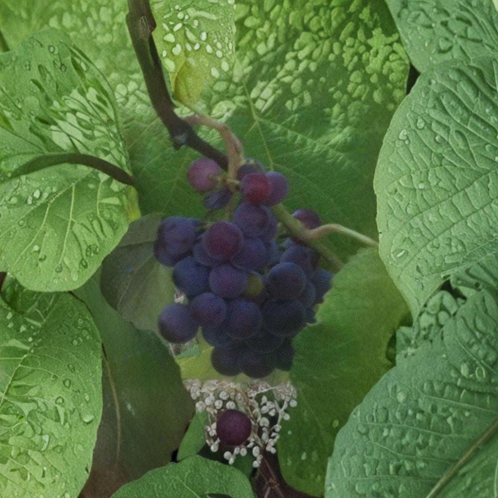 Saturn Blue Seedless Grape Vine – Vitis vinifera Live Plant | 3 Gallon Size | Large Seedless Blue Grapes | Includes Root Ball | Vineyard & Garden Friendly | Easy to Grow