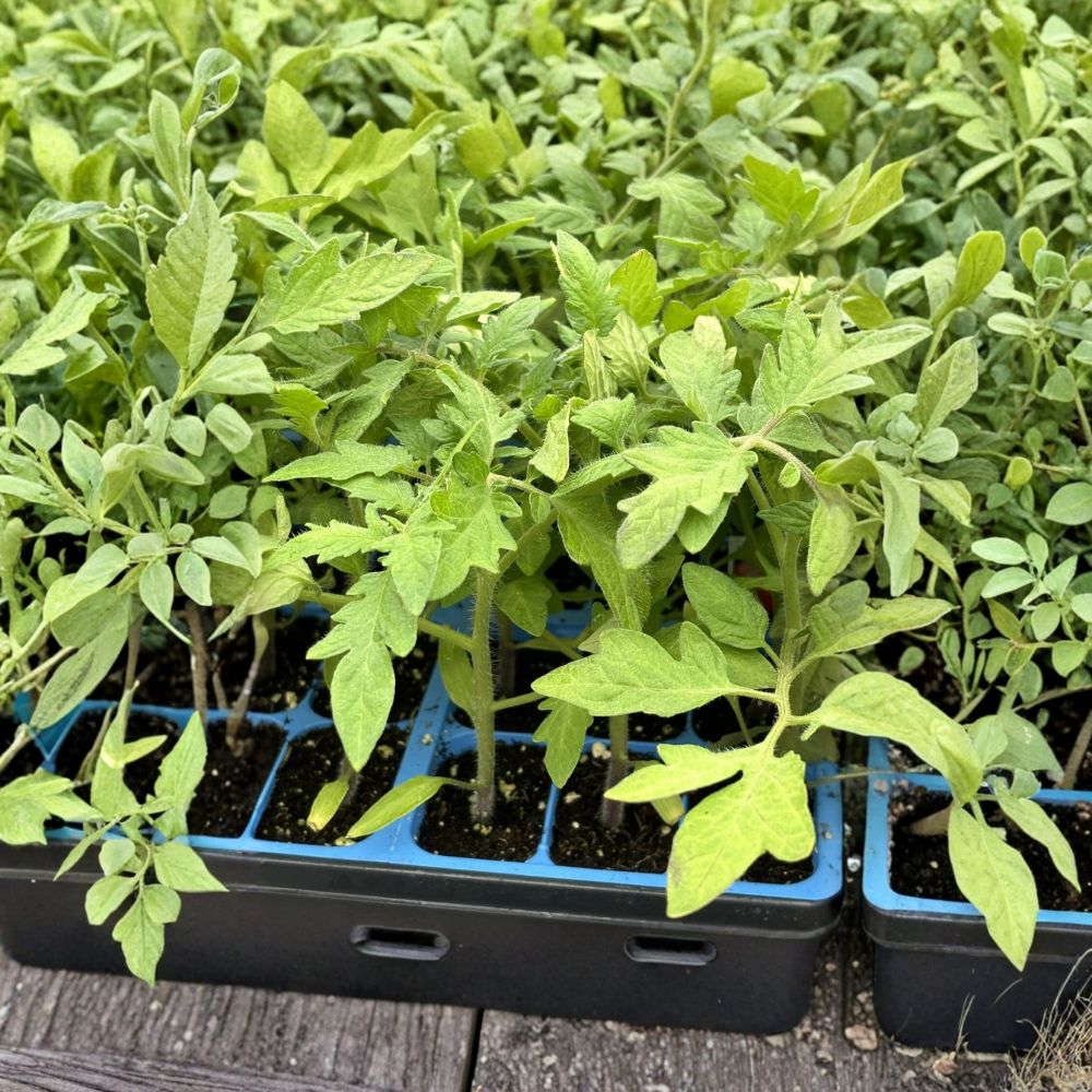 Set of 4 Celebrity Tomato Live Plants – Solanum lycopersicum | 6–10 Inches Tall | Includes Nursery Pots | Garden Vegetable Plants | Easy to Grow