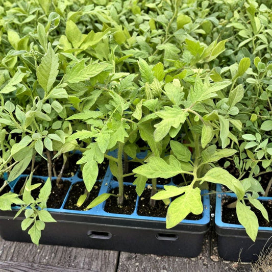 Set of 4 Celebrity Tomato Live Plants – Solanum lycopersicum | 6–10 Inches Tall | Includes Nursery Pots | Garden Vegetable Plants | Easy to Grow