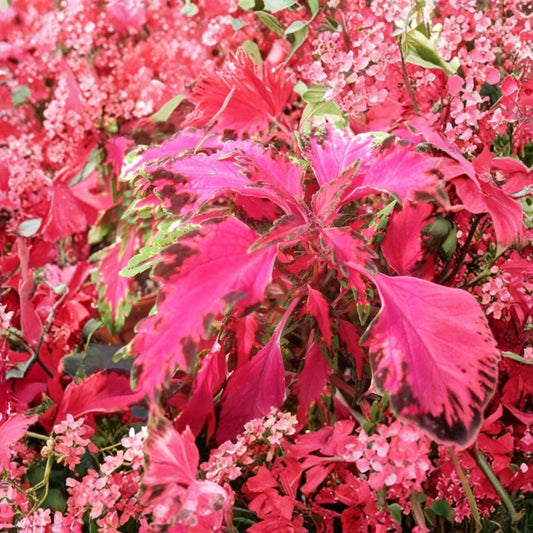 Carnival Coleus Live Plant – 3–6 Inch Starter | Solenostemon scutellarioides | Colorful Ornamental Foliage | No Pot