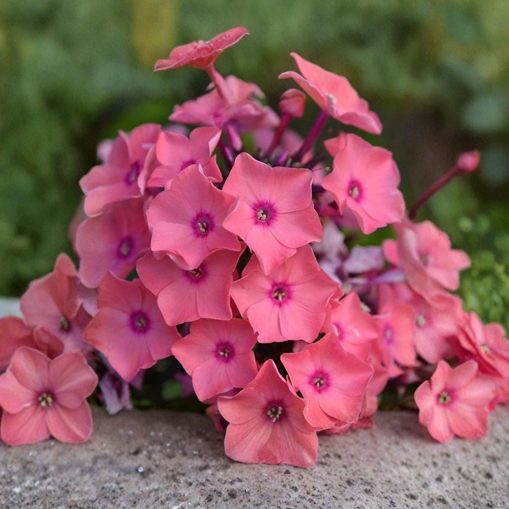 Garden Phlox ‘Coral Crème Drop’ Live Starter Plant | 6–12 Inches Tall | 2.5 x 3.5 Inch Pot | Fragrant Perennial | Candy Store™ Series | Zones 4–9