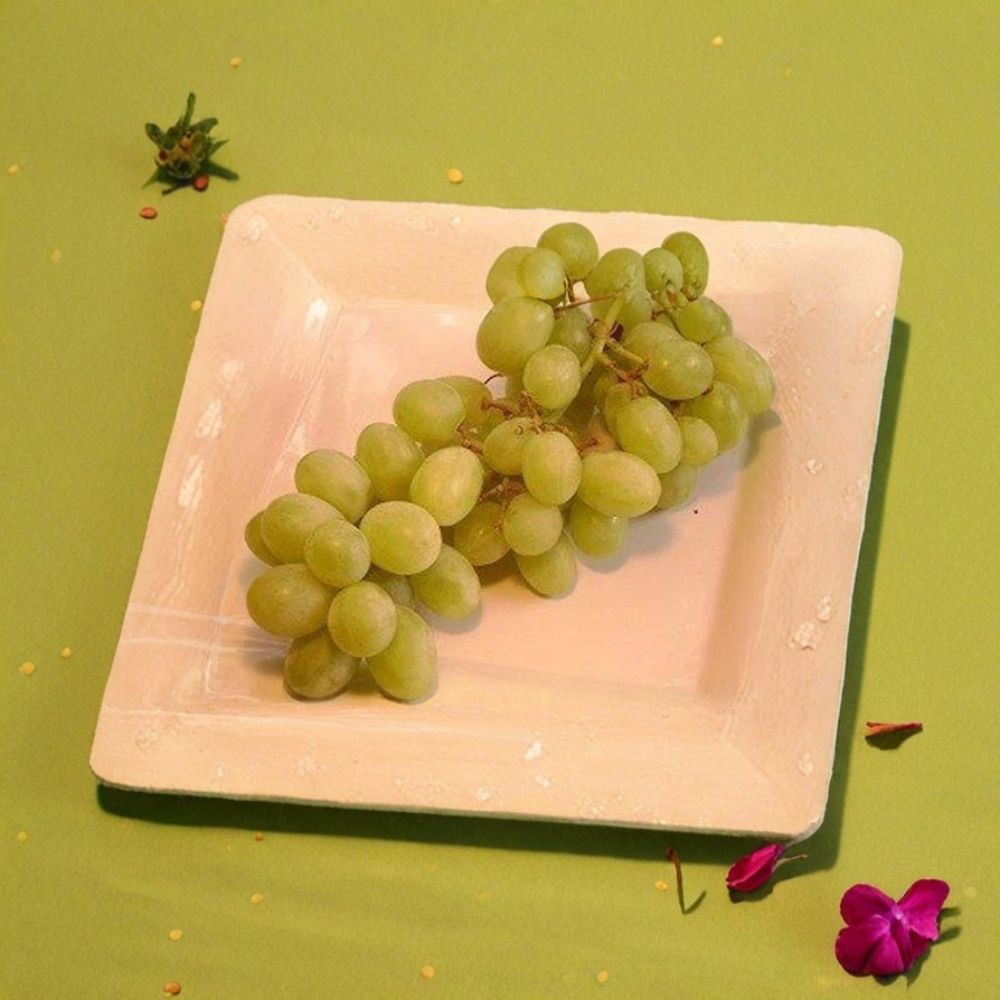 Chardonnay White Wine Grape Vine – Live Plant | 3 Gallon Size | Includes Rooted Grapevine Ready for Planting | Vineyard & Backyard Friendly | Easy to Grow