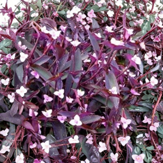 Tradescantia Purple Heart Live Plant – Tradescantia pallida | Rooted Starter Plant | Includes 3-Inch Nursery Pot | Easy-Care Purple Houseplant