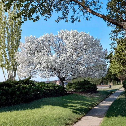 Set of 2 White Dogwood Live Trees – Cornus florida | 12–24 Inches Tall | Includes Quart Nursery Pots | Flowering Landscape Trees | Easy to Grow