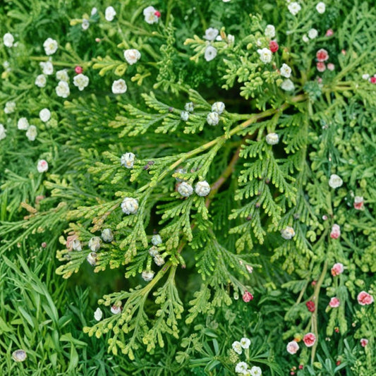 Murray Leyland Cypress Live Plant – 1 Evergreen Tree | 3 Inch Pot | Fast Growing Privacy Screen & Hedge Plant | Rooted Outdoor Evergreen | Zones 6–10