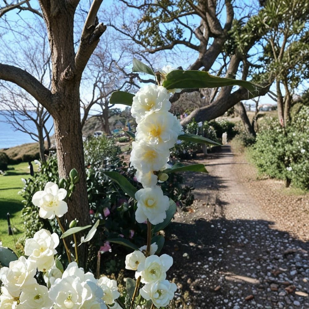 Buttermint Camellia Japonica Live Starter Plant – Pink & Rose Flowers | Evergreen Camellia | 3" Potted Plant | Zones 7–10
