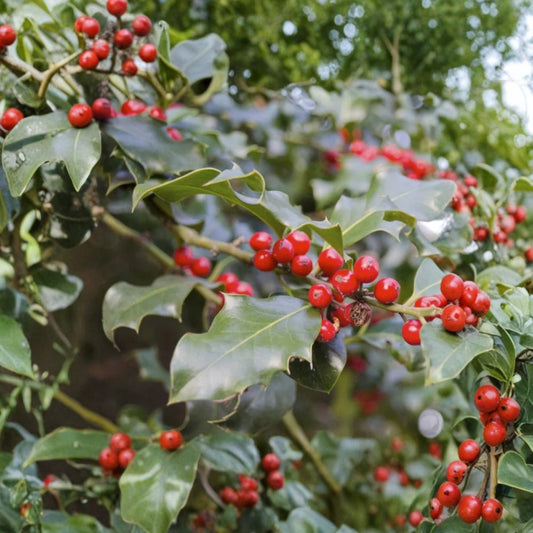 Foster Holly Live Plant | 6–12 Inches Tall | Quart Pot | Evergreen Shrub & Tree | Red Berries | Landscape Favorite | Zones 6–9