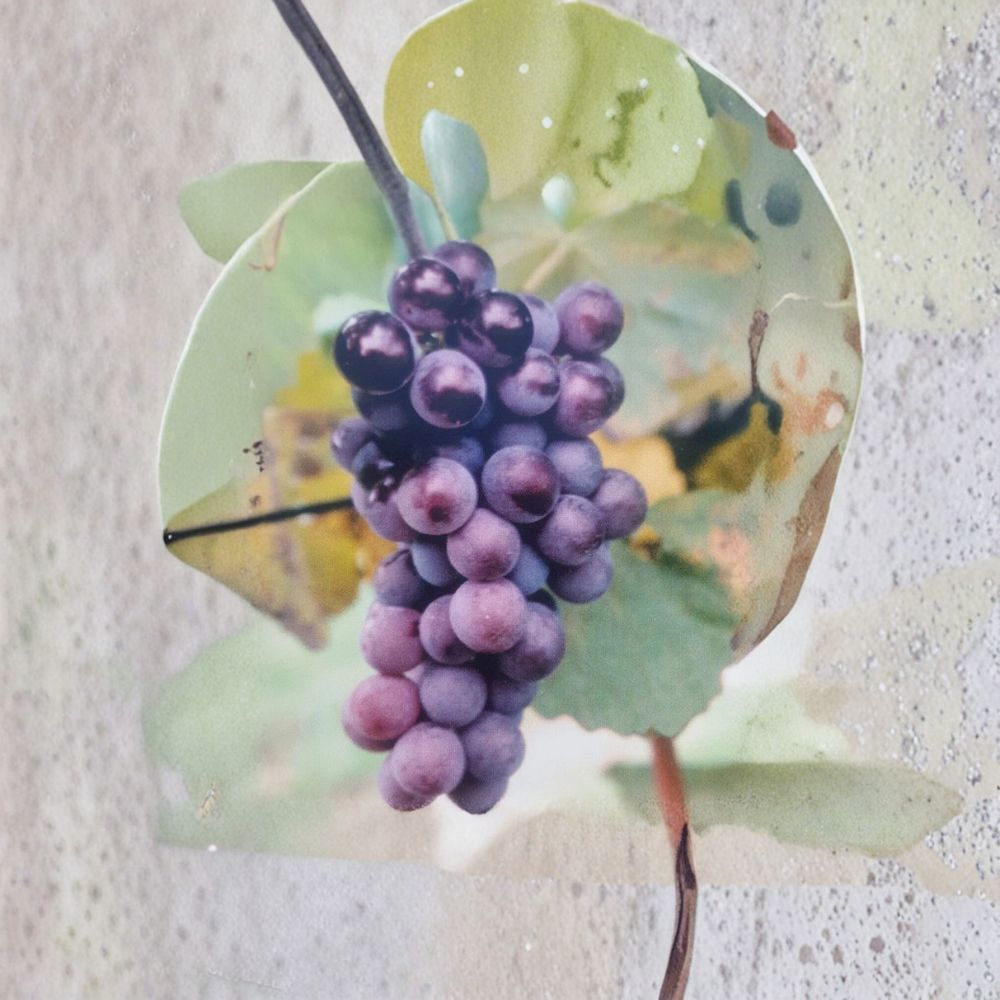 Champanel Grape Vine – Vitis spp. Live Plant | 3 Gallon Size | Sweet Red & Black Grapes | Includes Root Ball | Vineyard & Garden Friendly | Easy to Grow