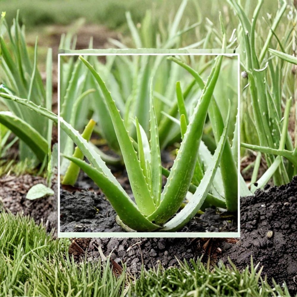 Aloe Vera Chinensis – Live Spotted Succulent Plant | 6–10 Inches Tall | Easy Care Houseplant | Drought Tolerant Aloe