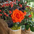 Marina Everblooming Floribunda Rose – Live Bush Plant | 5 Gallon Size | Includes Rooted Rose Ready for Planting | Landscape & Garden Friendly | Easy to Grow