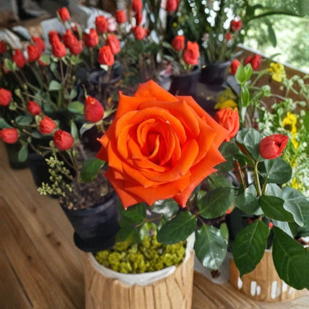 Marina Everblooming Floribunda Rose – Live Bush Plant | 5 Gallon Size | Includes Rooted Rose Ready for Planting | Landscape & Garden Friendly | Easy to Grow