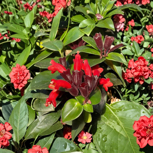 Red Lipstick Live Plant Plug – 1–3 Inch Starter | Bright Red Flowering Plant | Ornamental Garden Plant | Full Sun