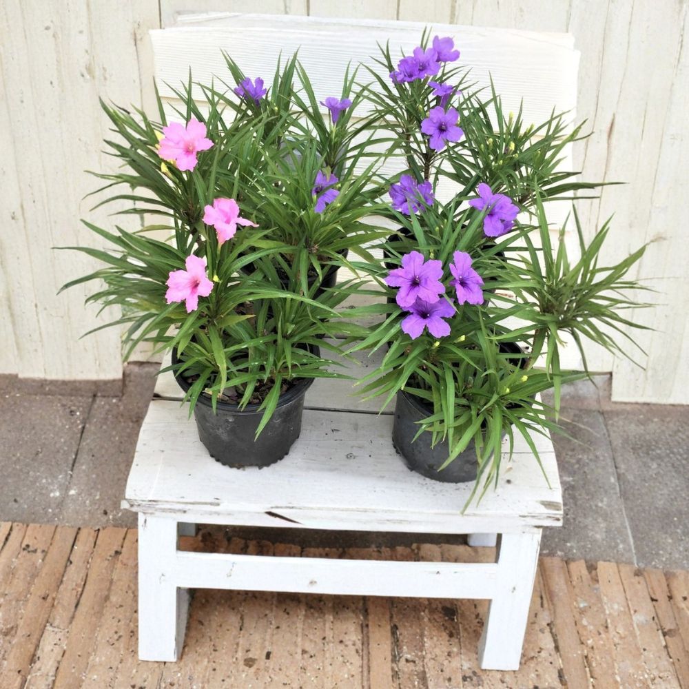 4 Live Ruellia Plants – 2 Pink & 2 Purple Mexican Petunias | Full Rooted Plants | Ships Bare Root | Hardy Perennial | Ready to Bloom