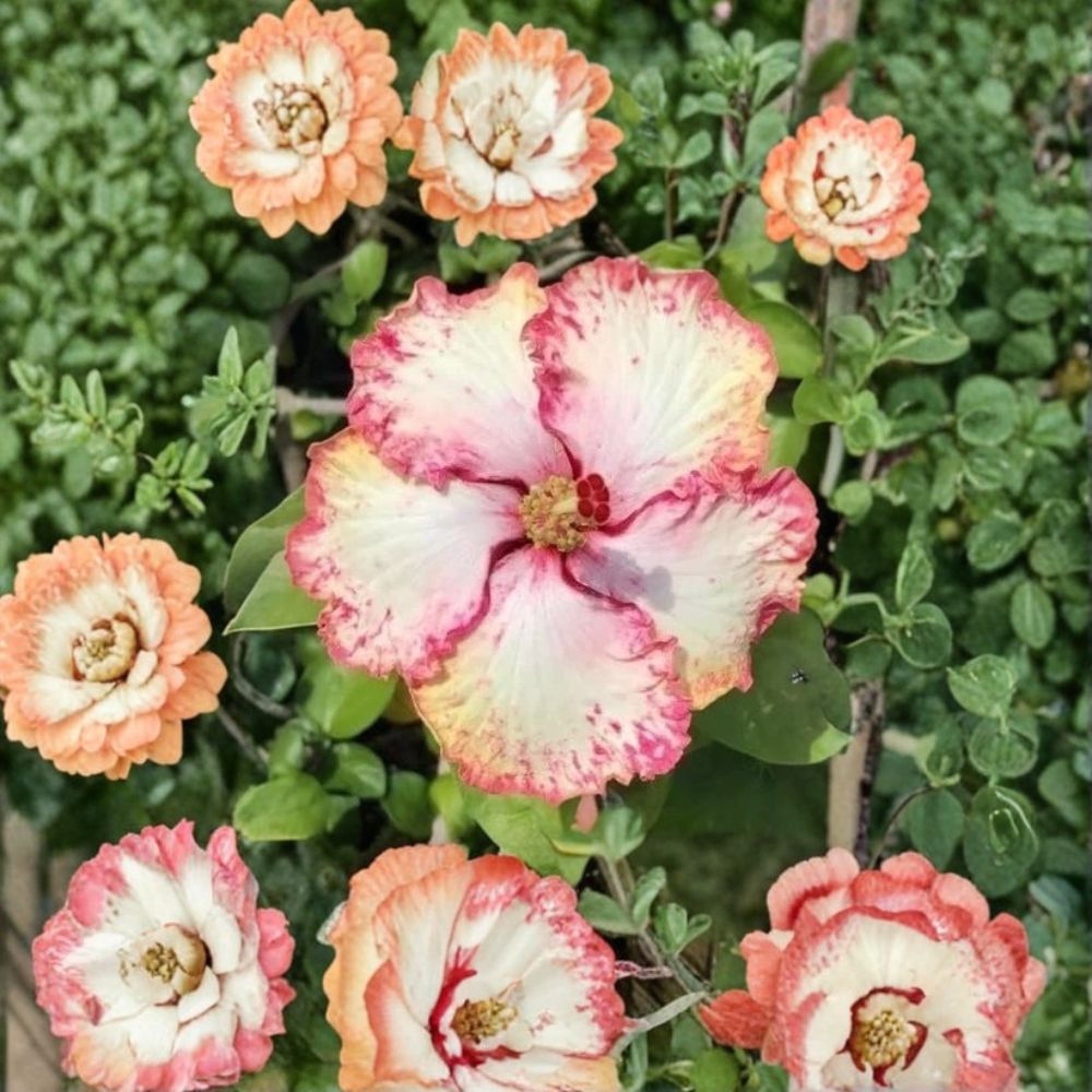 Hibiscus Cajun Color Strawberry Live Plant | Tropical Hibiscus Starter | 2 Inch Cell with Soil | Flowering Shrub | Patio & Garden Favorite