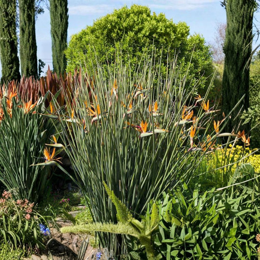 Leafless Bird of Paradise Live Plant – Strelitzia juncea | Includes 4 Inch Grower's Pot | Tropical Evergreen | Architectural House & Landscape Plant