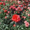 Ring of Fire Hybrid Tea Rose – Live Bush Plant | 2 Gallon Size | Includes Rooted Rose Ready for Planting | Landscape & Garden Friendly | Easy to Grow