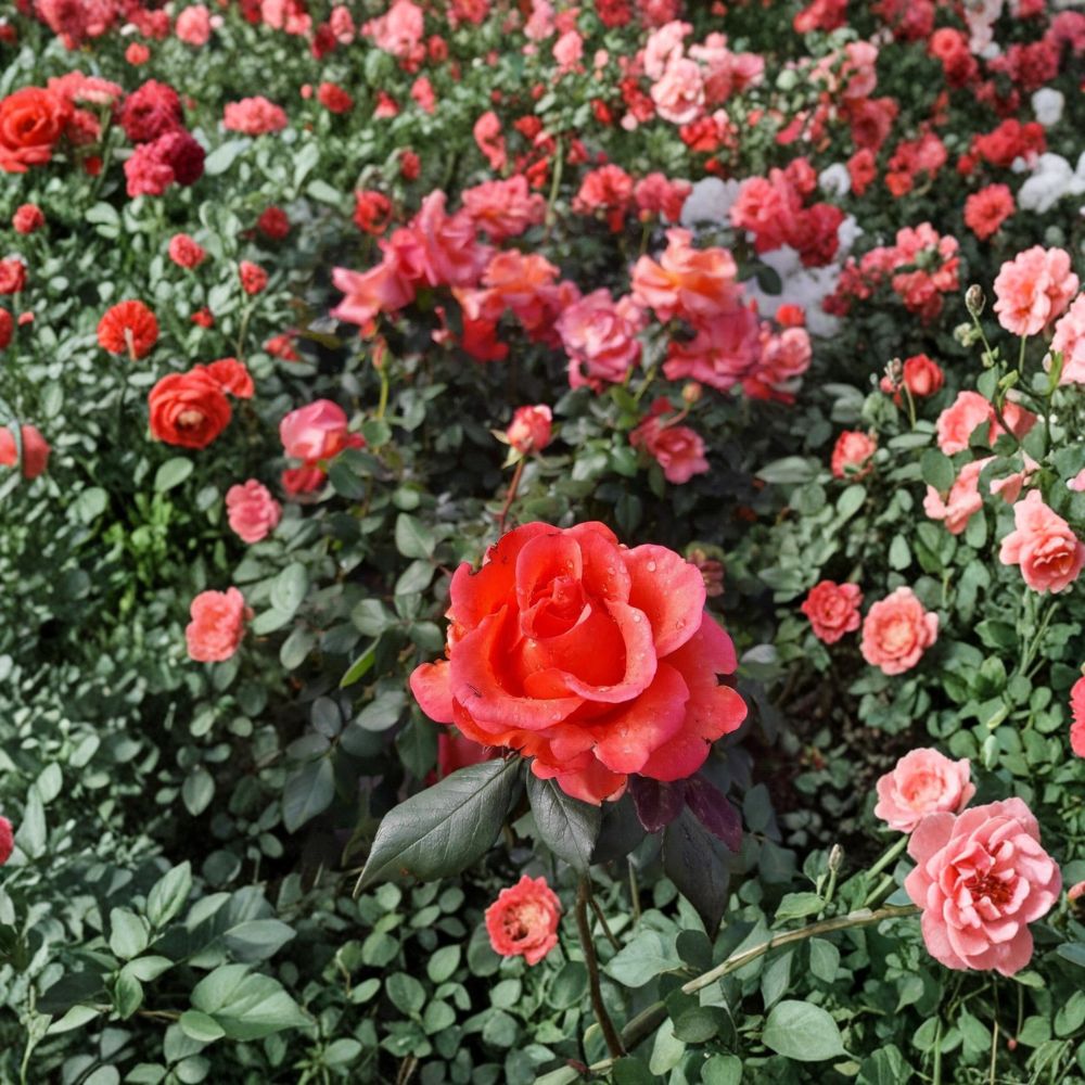 Ring of Fire Hybrid Tea Rose – Live Bush Plant | 2 Gallon Size | Includes Rooted Rose Ready for Planting | Landscape & Garden Friendly | Easy to Grow