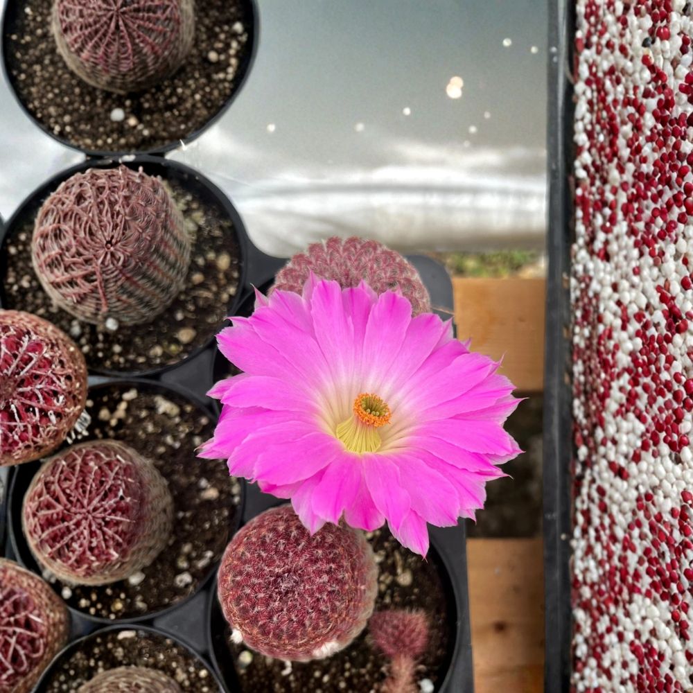 Arizona Rainbow Cactus Live Plant – 4 Inch Pot | Rooted Cactus | Colorful Desert Succulent | Easy Care Houseplant