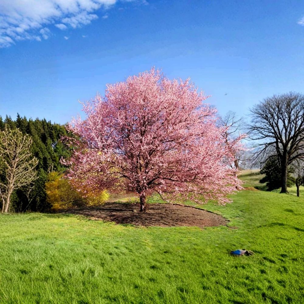 2 Kwanzan Japanese Flowering Cherry Trees – Prunus serrulata | 8–14" Live Plants | Pink Double Blooms | Zones 5–9
