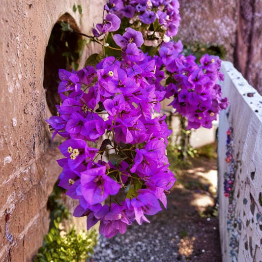 Royal Purple Bougainvillea Live Plant – 3 Inch Pot | Tropical Flowering Vine | Vibrant Purple Blooms | Patio & Garden Plant