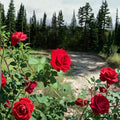 Climbing Don Juan Rose – Rosa hybrida Live Plant | 5 Gallon Size | Fragrant Red Climbing Rose | Includes Root Ball | Trellis & Garden Friendly | Easy to Grow
