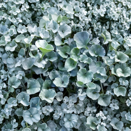 Silver Ponyfoot Live Plant – Dichondra argentea | 1 Gallon Nursery Pot | Fully Rooted | Silver Ground Cover | Drought-Tolerant Perennial