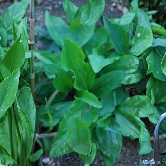 Broadleaf Plantain – Plantago major Live Bare Root Plants | Set of 5 | 3–10 Inches Tall | Hardy Medicinal Herb | Easy to Grow