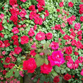 Double Knock Out® Red Rose – 3 Gallon Live Rose Bush | Disease Resistant Shrub Rose | Continuous Blooms | Easy Care Landscape Plant