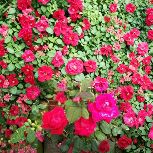 Double Knock Out® Red Rose – 3 Gallon Live Rose Bush | Disease Resistant Shrub Rose | Continuous Blooms | Easy Care Landscape Plant