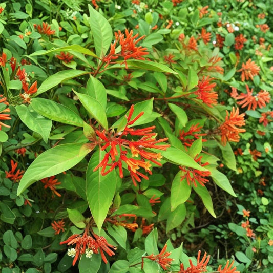 4 Live Mexican Firebush Plants – Hamelia patens | 4–6 Inches Tall | Ships Without Pot | Hummingbird & Butterfly Plant | Red-Orange Blooms
