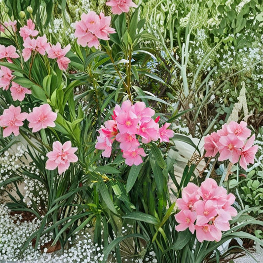 4 Live Pink Oleander Plants | 4–8 Inches Tall | No Pot | Flowering Ornamental Shrub | Tropical Landscape Plant | Easy to Grow