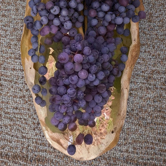Zinfandel Wine Grape Vine – Vitis vinifera Live Plant | 3 Gallon Size | Self-Fertile Wine Grape | Premium Vineyard Variety | Easy to Grow